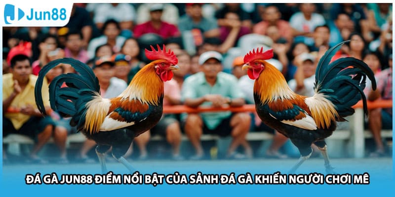 Đá Gà Jun88 Điểm Nổi Bật Của Sảnh Đá Gà Khiến Người Chơi Mê
