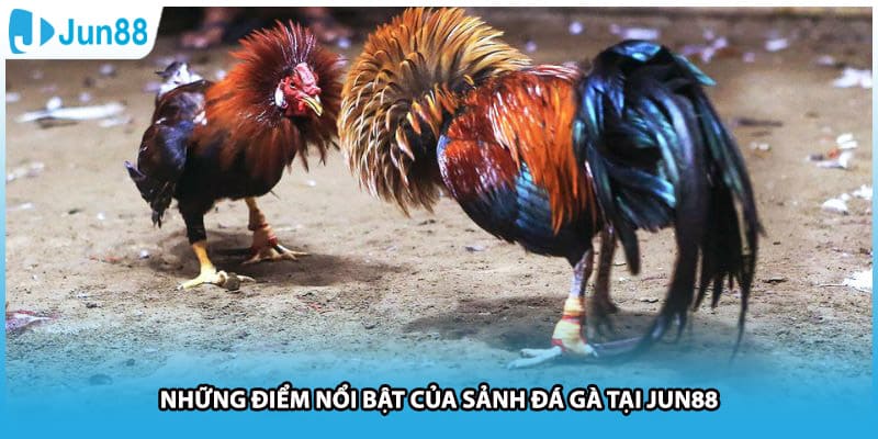 Những điểm nổi bật của sảnh đá gà tại Jun88
